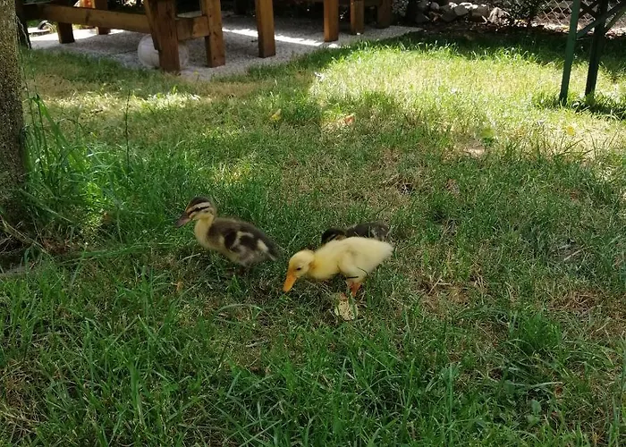 Apartmaji Iris Appartamento *